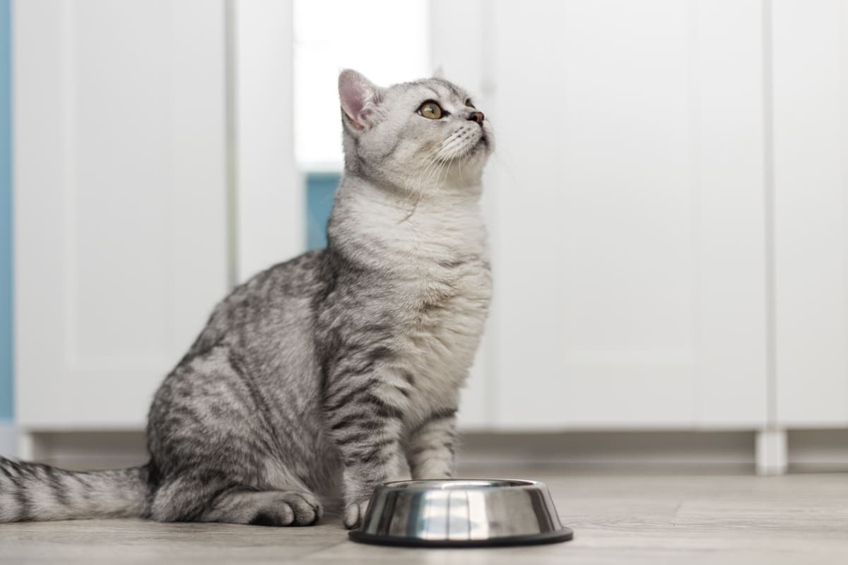 kafasını kaldırıp yukarı bakan kedi