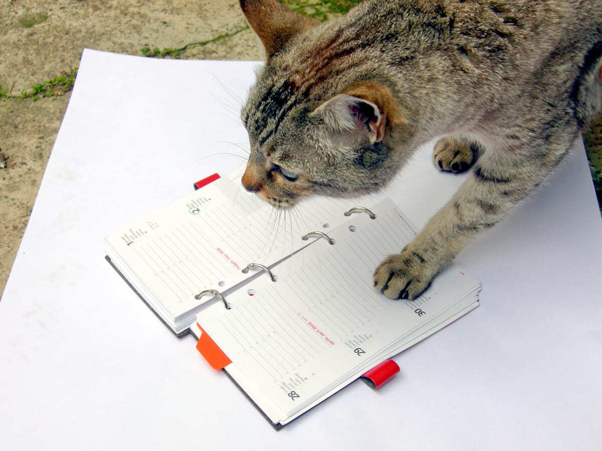 tarihli ajandaya bakan kedi