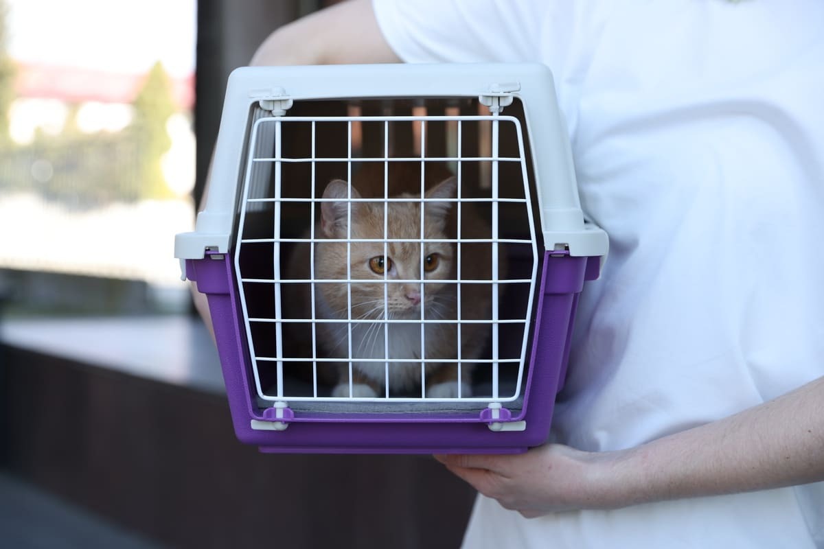 taşıma çantasında duran kedi