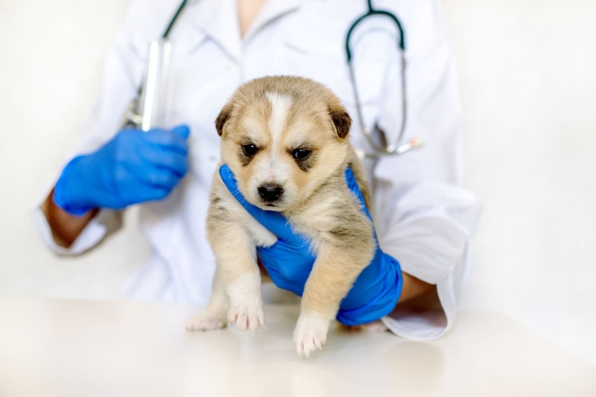muayene edilen yavru köpek