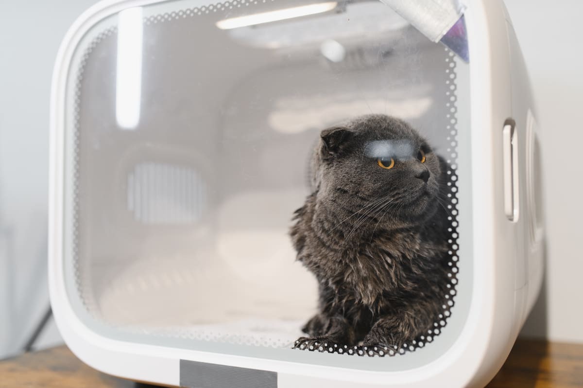 taşıma çantasında oturan Scottish fold
