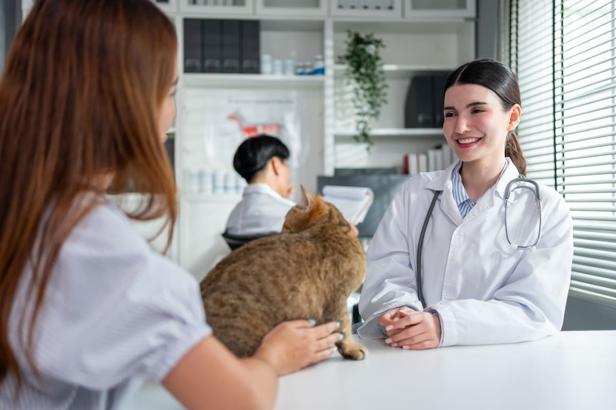 veteriner hekim tarafından muayene edilen kedi