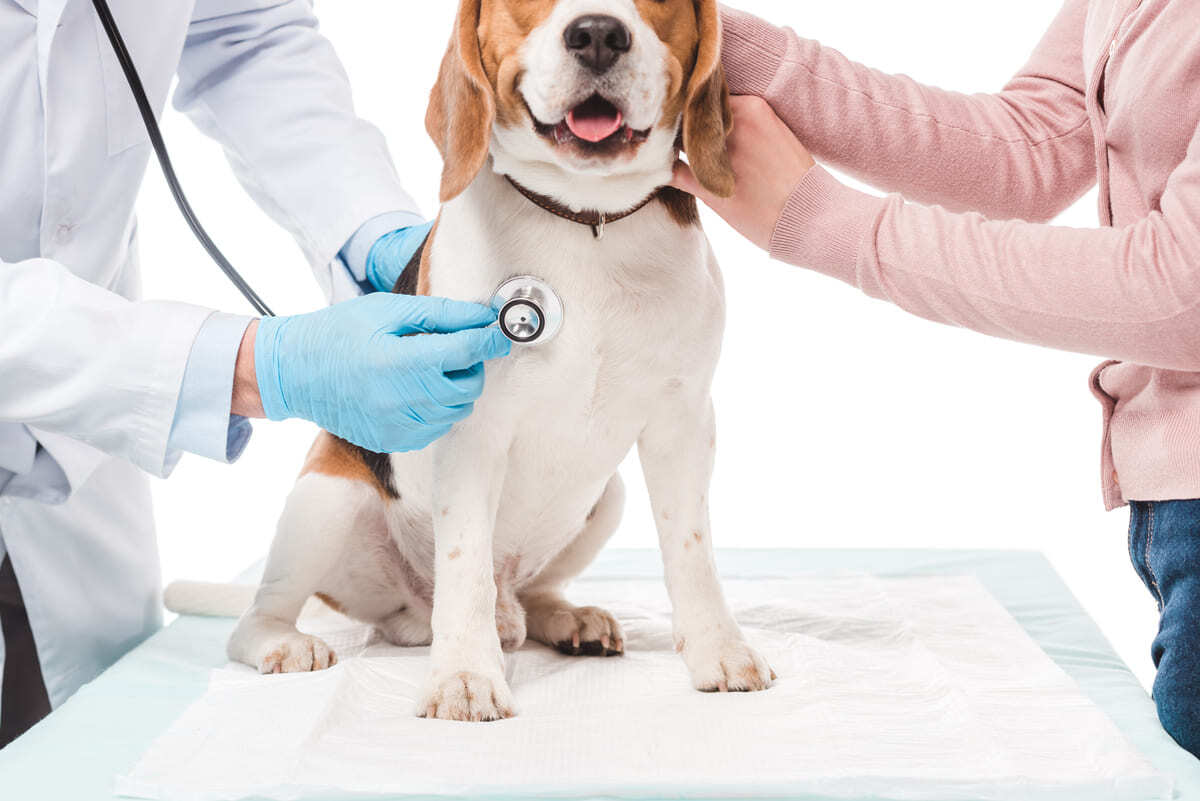 muayene edilen köpek