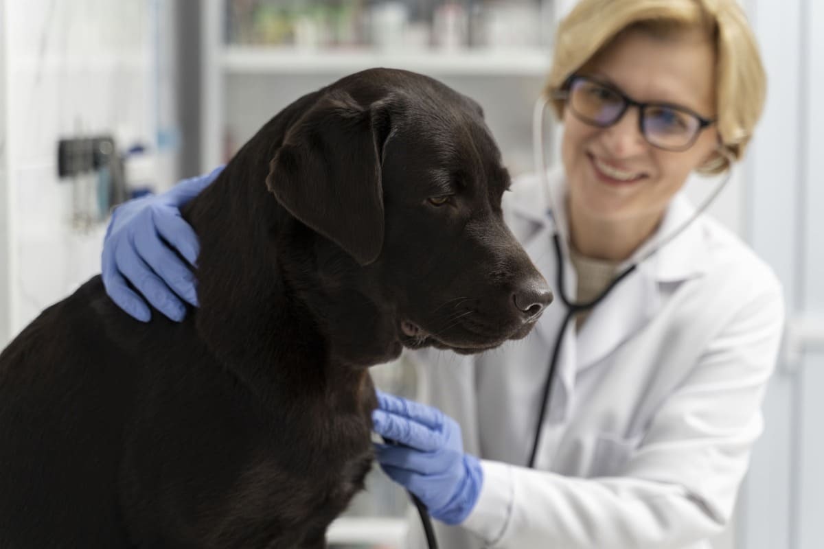 köpek beslenmesinde ne zaman veteriner hekime başvurulmalı