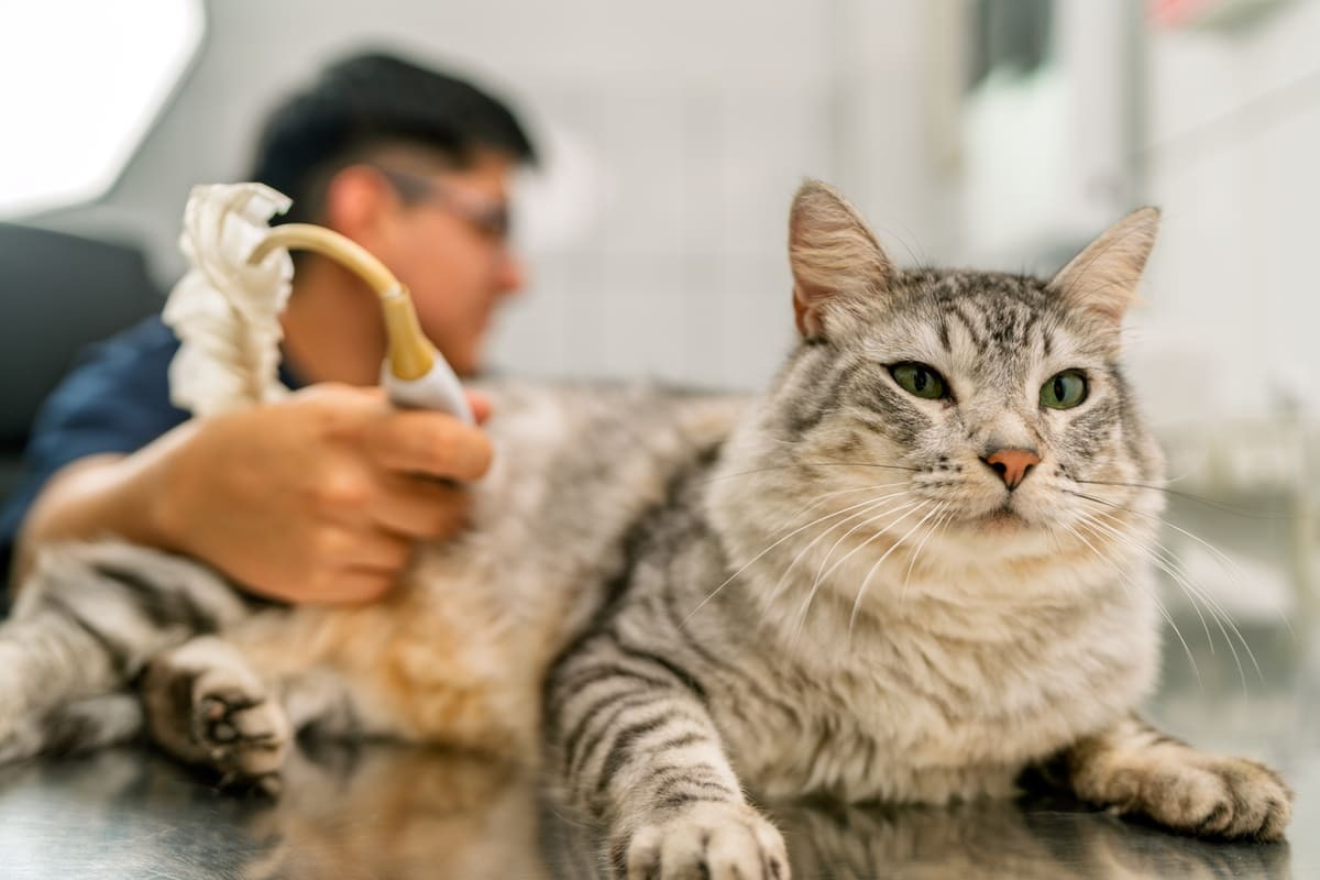 karın ultrasonu çekilen kedi