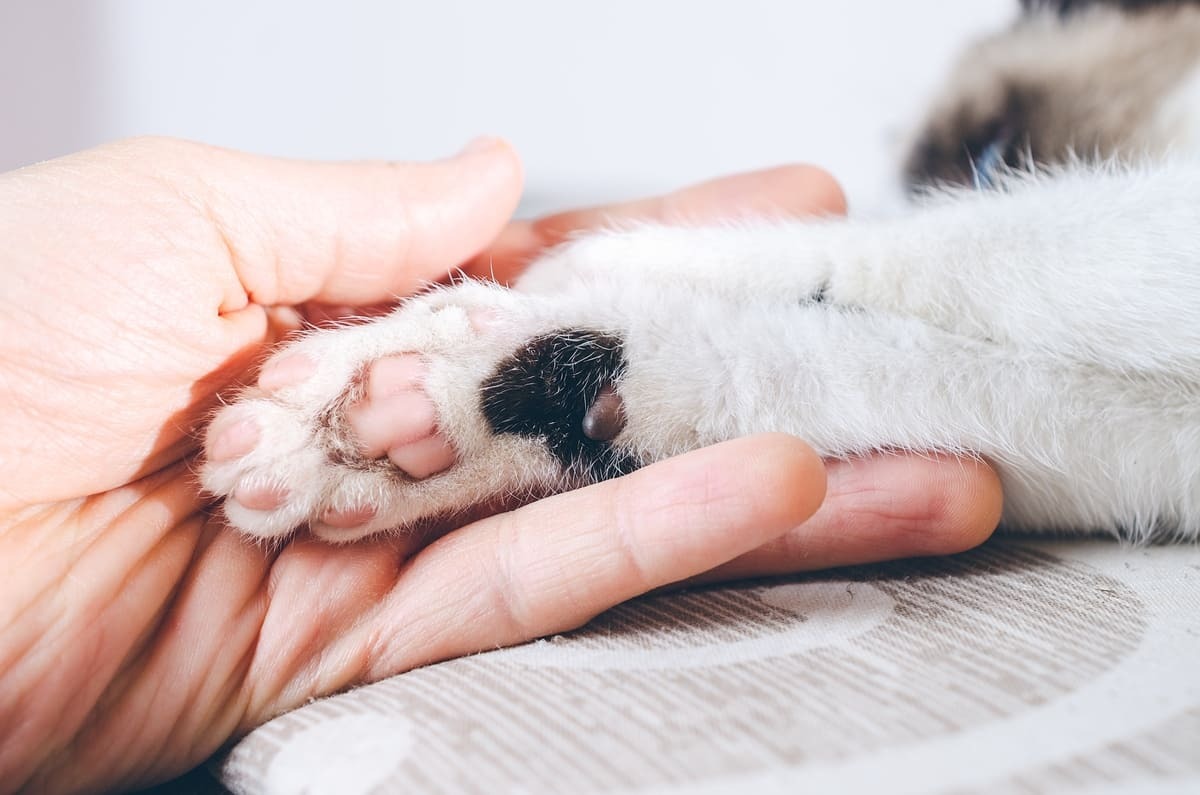 insan eli kedi patisi