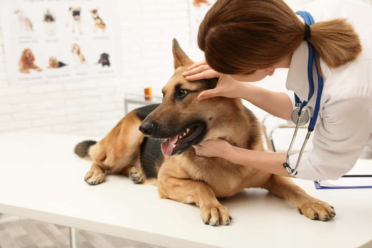 muayenesi yapılan Alman kurdu ırkına mensup köpek
