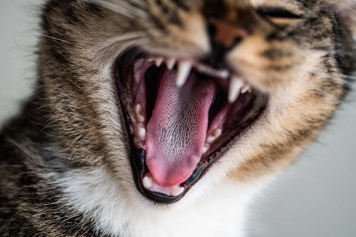 açık ağzından dişleri gözüken kedi