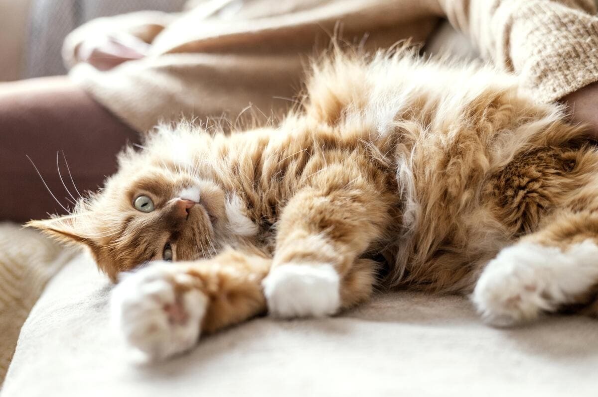 uyuyan kedi