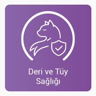 Derı-ve-tuy.jpg