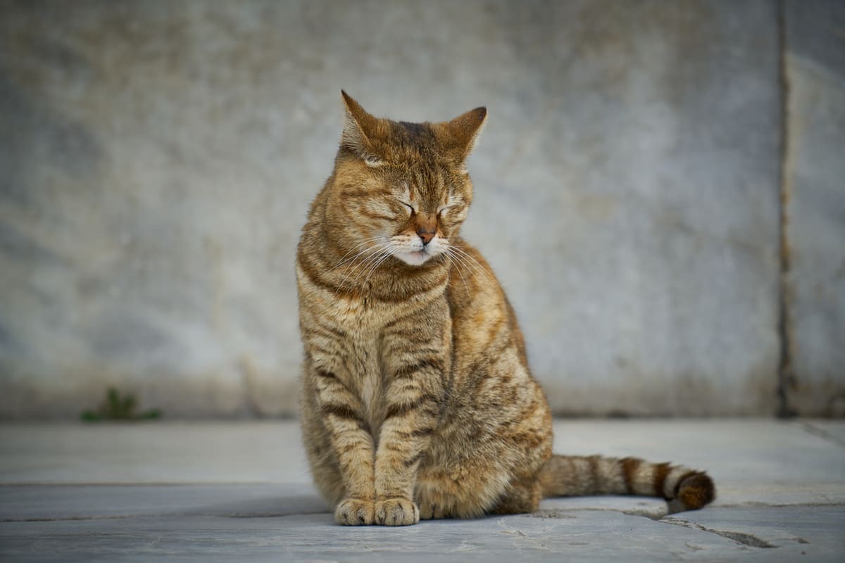 otururken uyuklayan kedi