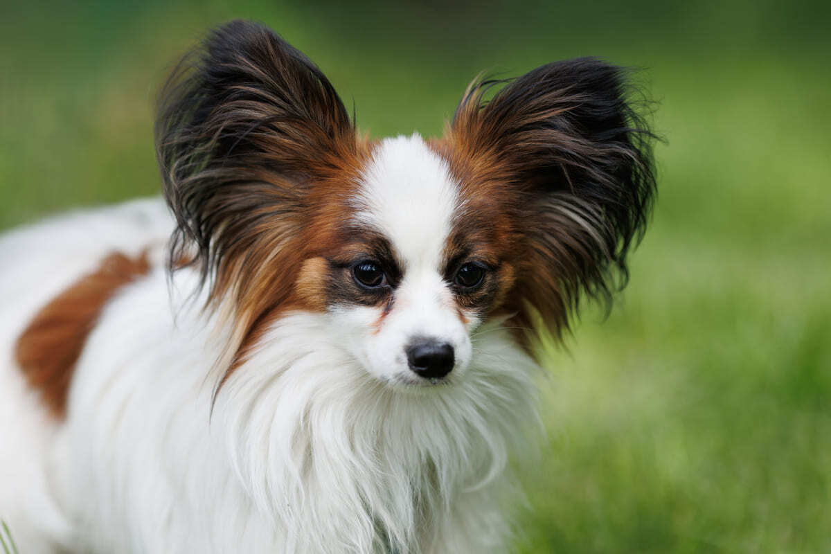 Papillon