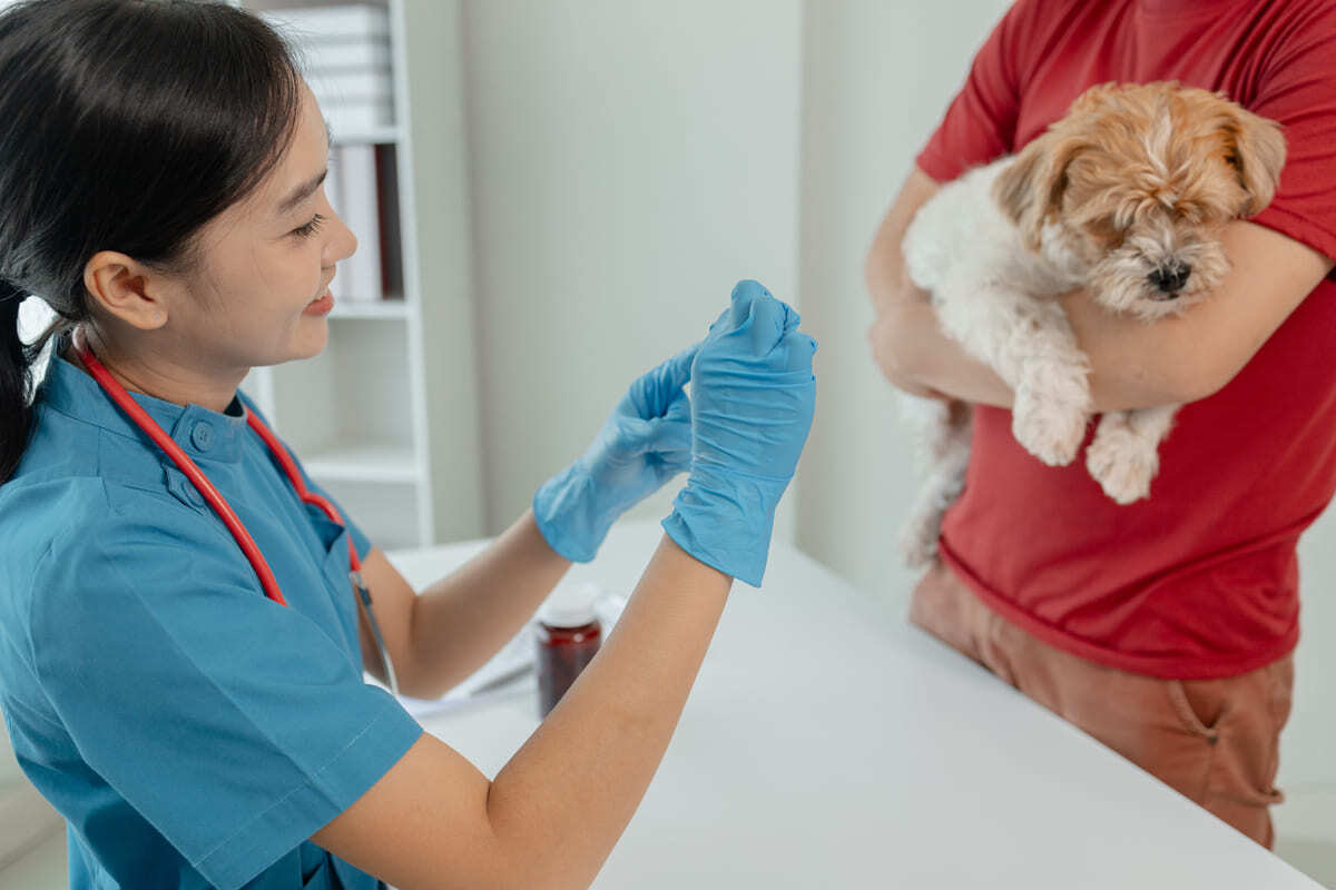 aşı yapılan köpek