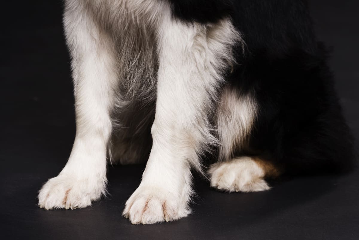 köpek patileri