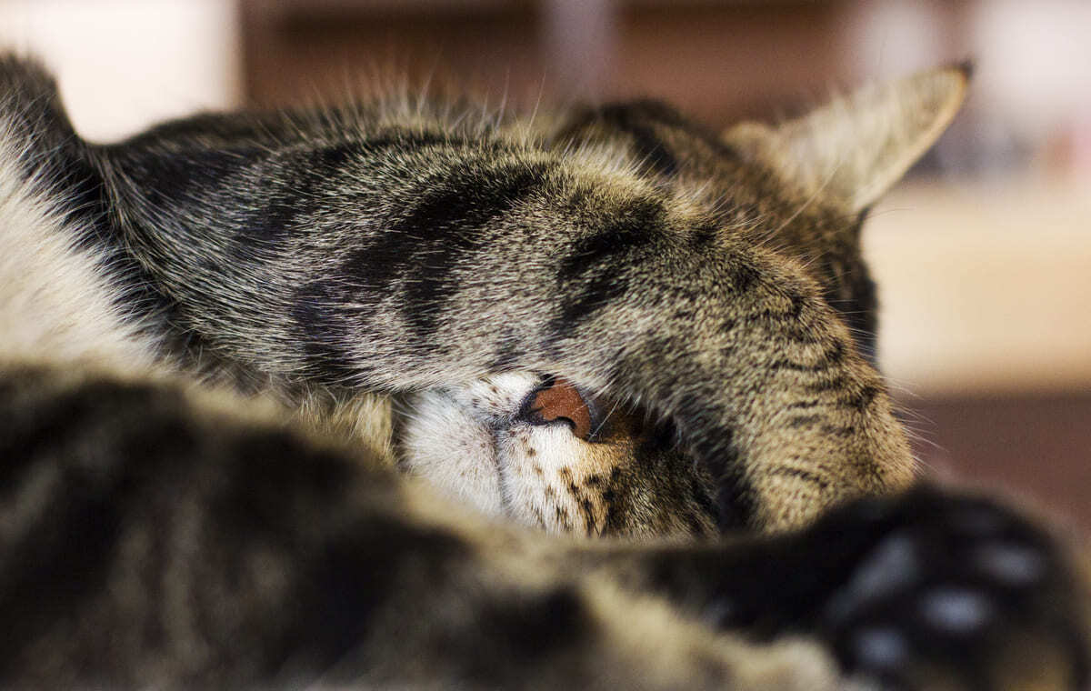 patileriyle yüzünü kapatarak uyuyan kedi