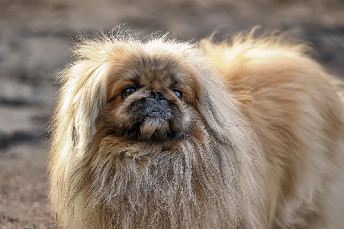 Pekingese