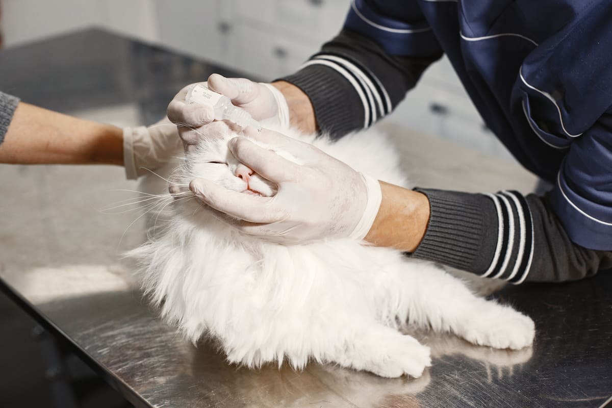 Pire-Isırığında-Doktora-Kedinizde-Veterinere-Ne-Zaman-Gidilmeli.jpg