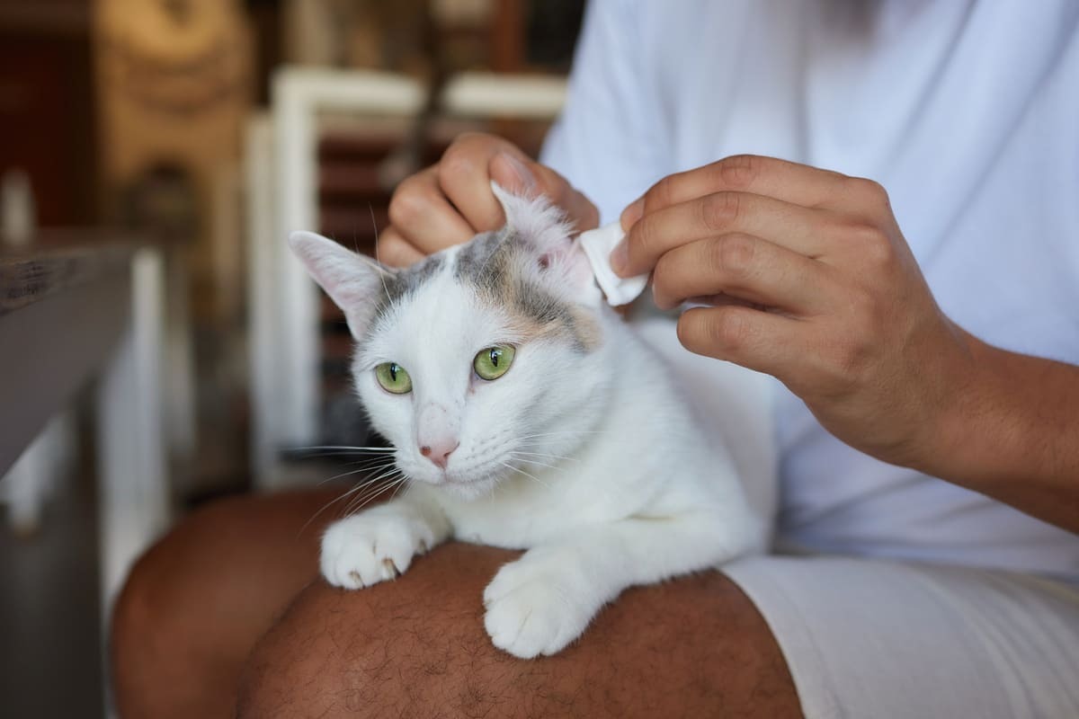 kulak bölgesi temizlenen kedi