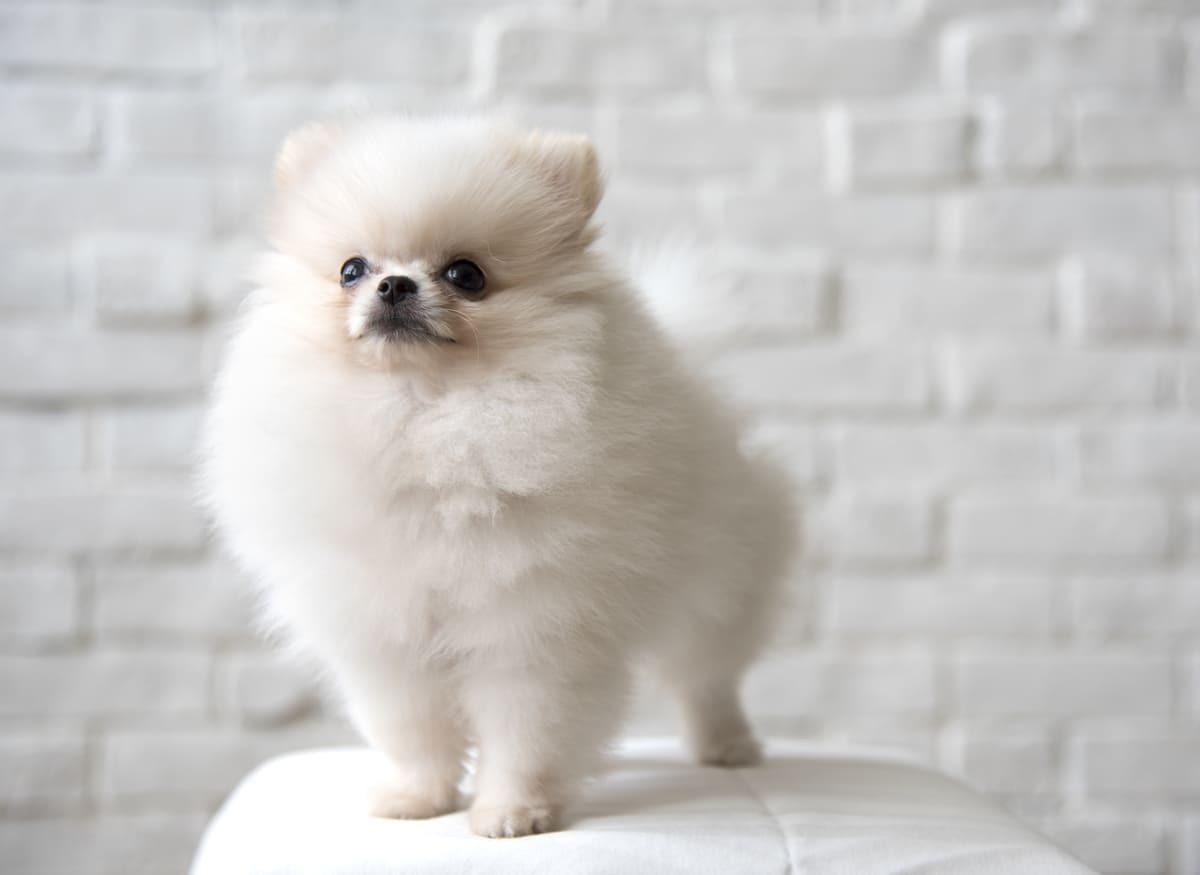 Pomeranian