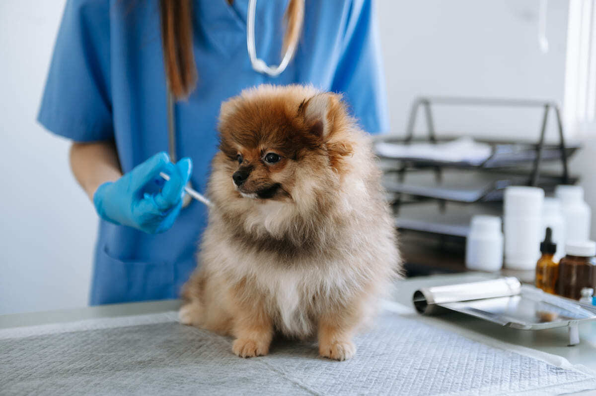 veteriner hekim tarafından muayene edilen Pomeranian köpek