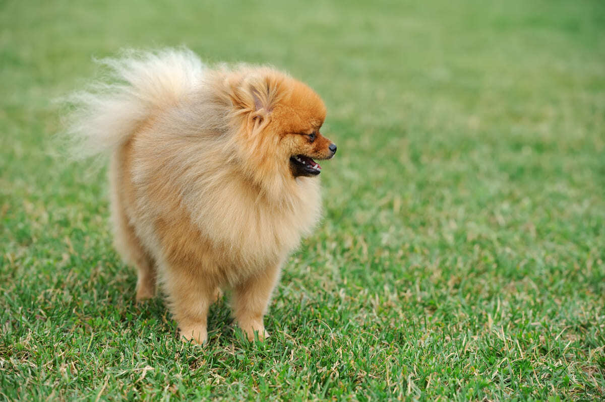 çimlerde duran Pomeranian ırkı köpek