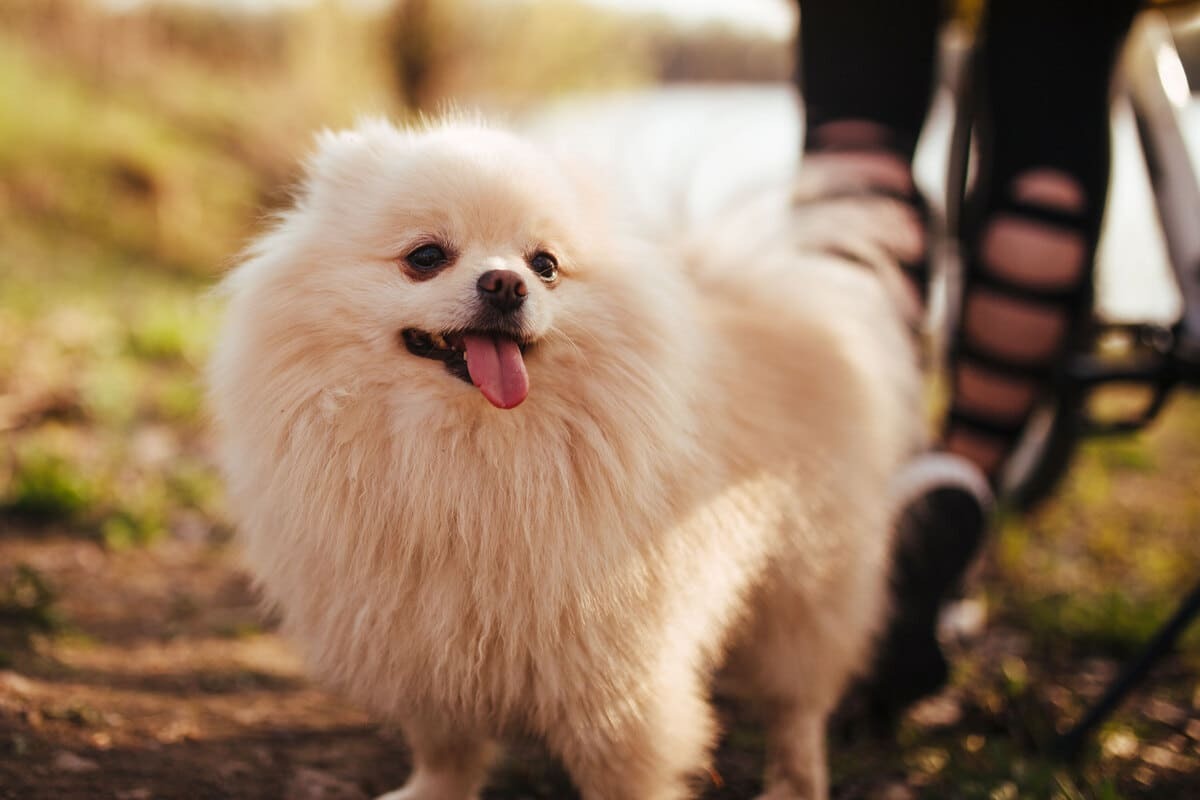 Pomeranian ırkı köpek