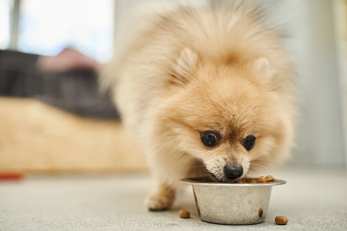 mama yiyen Pomeranian ırkı köpek