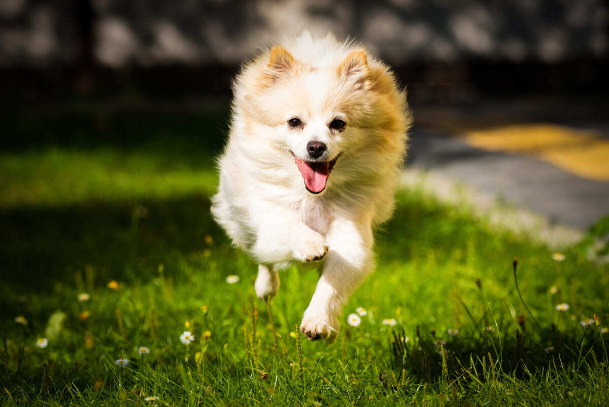 çimlerde koşan Pomeranian ırkı köpek