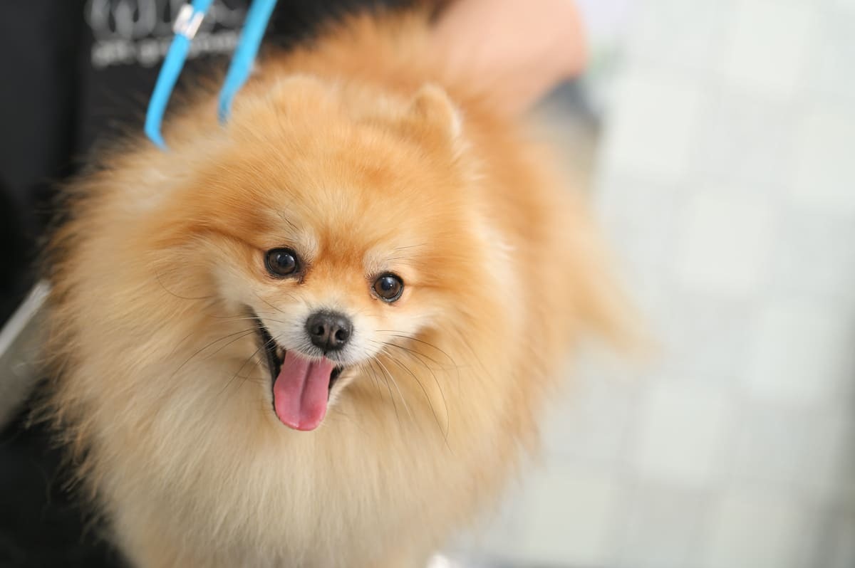 Pomeranian ırkı yetişkin köpek