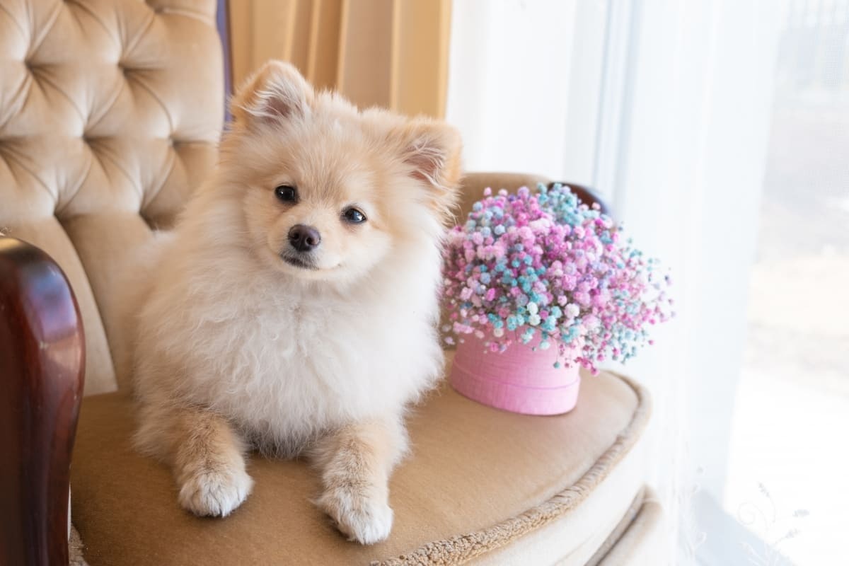 koltukta oturan Pomeranian ırkı köpek