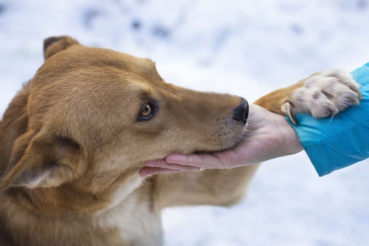 dışarıda karda dolaşan köpek