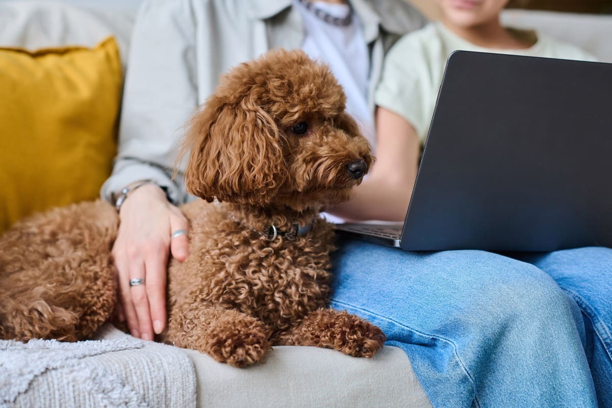 sahibinin yanında oturan poodle