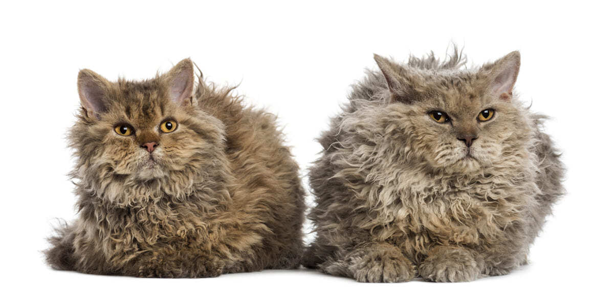 Selkirk-Rex-Kedisinin-Bakımı-ve-İpuçları.jpg