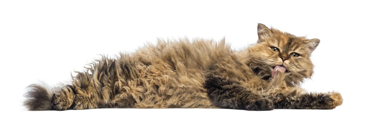 Selkirk-Rex-Sahiplenirken-Bilinmesi-Gerekenler.jpg