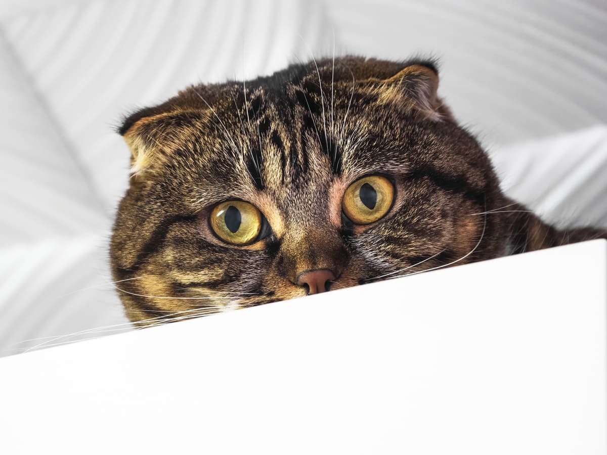 gizlendiği yerden bakan kedi