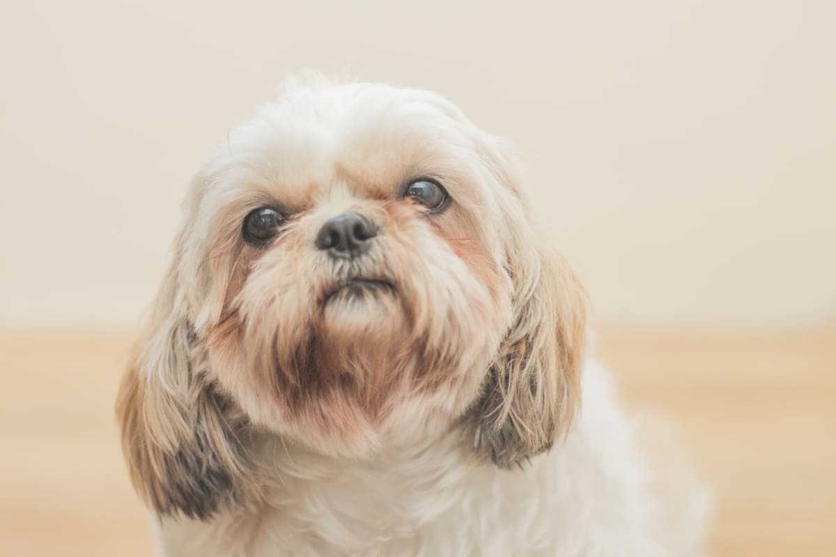 Shih Tzu