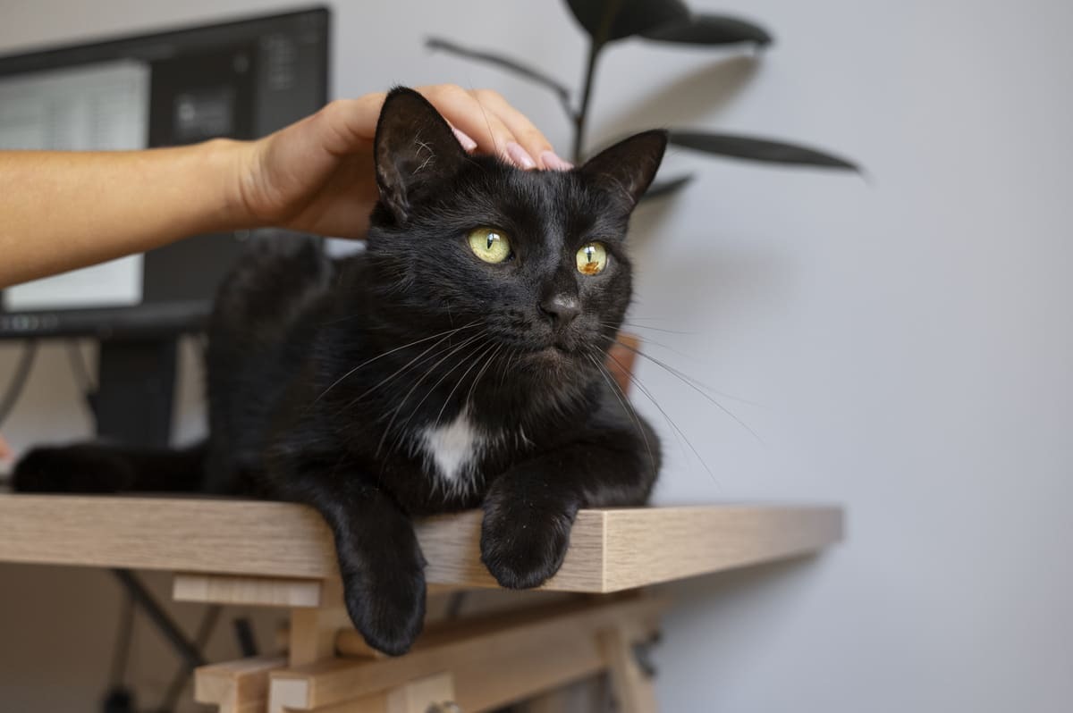 Siyah-Erkek-Kedi-İsimleri.jpg