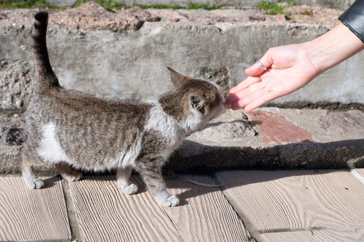 bir insanın elini koklayan kedi