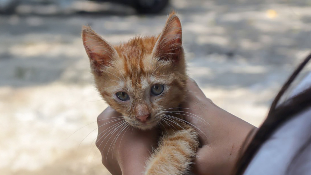 Sokaktan-Kedi-Sahiplenmek-1.jpg