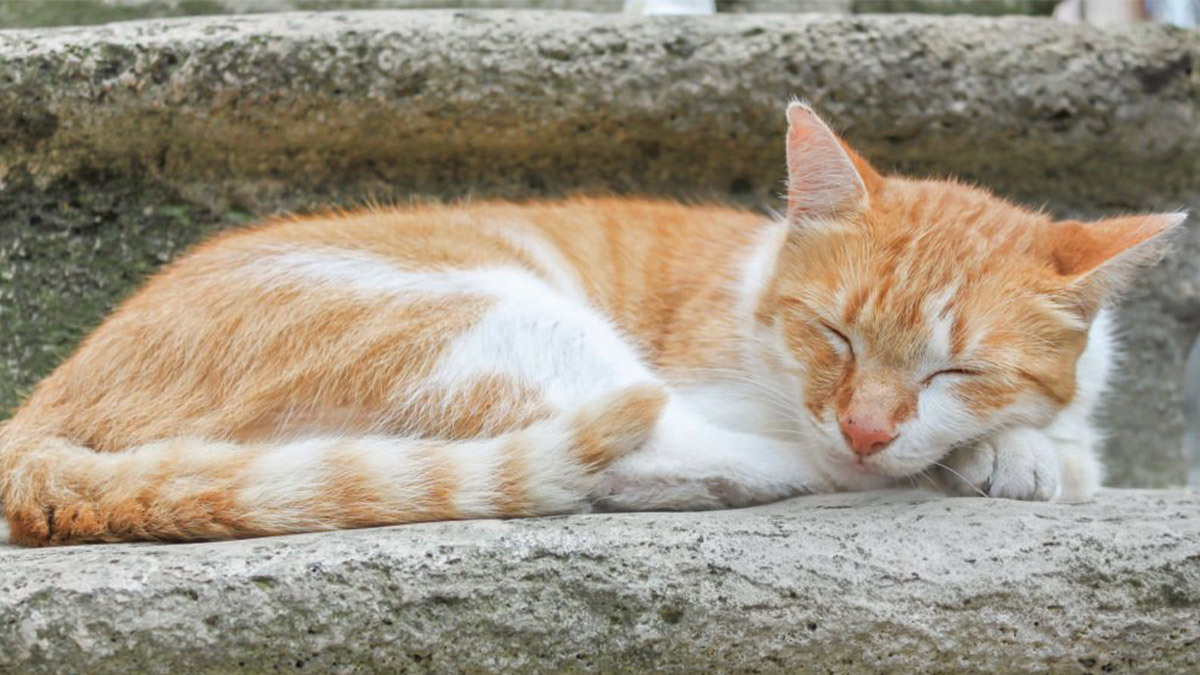 Sokaktan-Kedi-Sahiplenmek-2.jpg