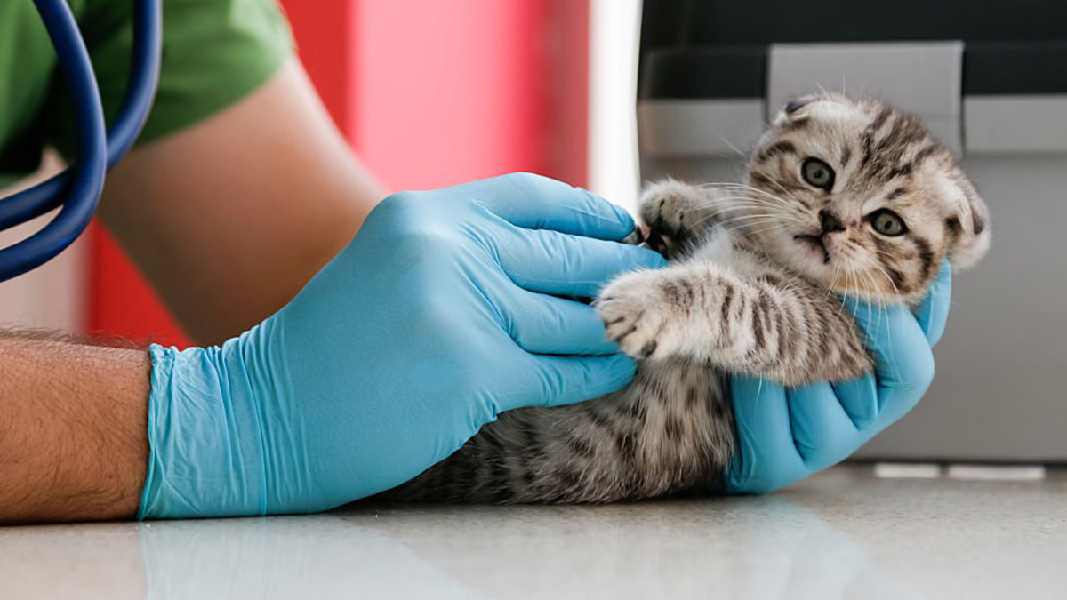 Sokaktan-Kedi-Sahiplenmek-3.jpg