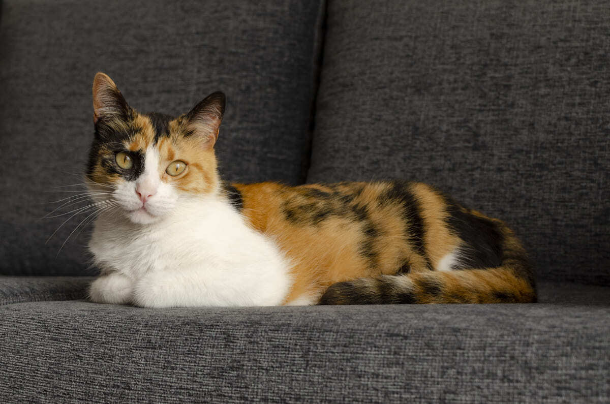 somun ekmek pozisyonunda yatan kedi