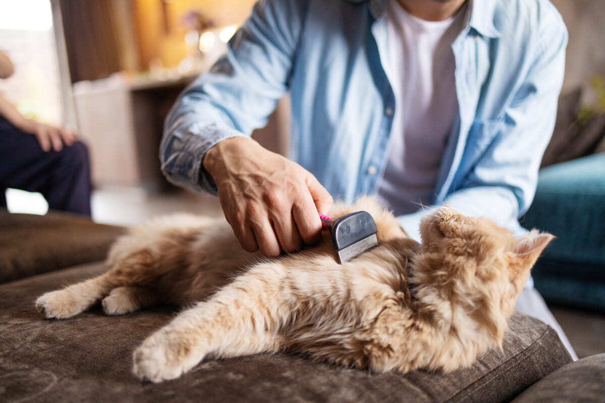 sık dişli tarakla taranan kedi