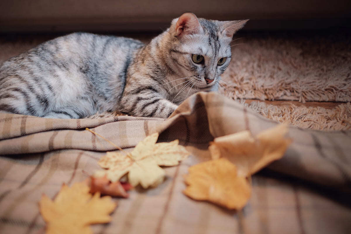 üzerine sonbahar yaprakları düşen bir battaniyenin altında yatan kedi
