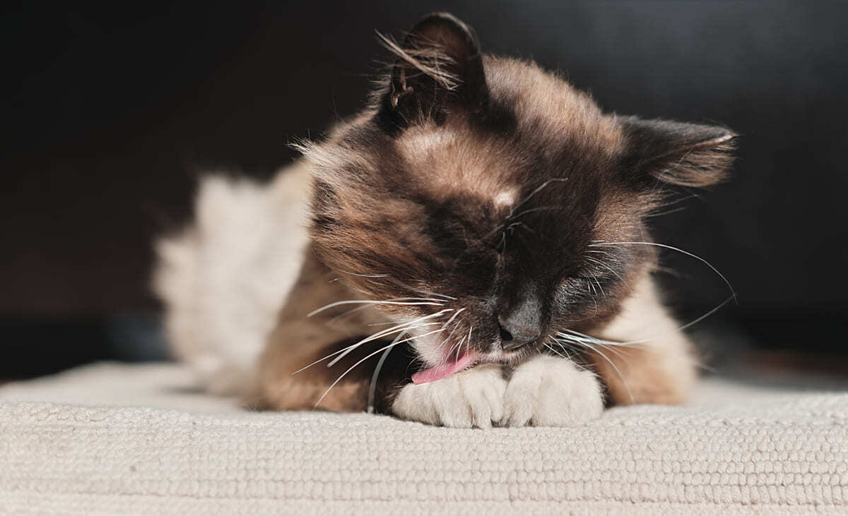 patilerini yalayan kedi