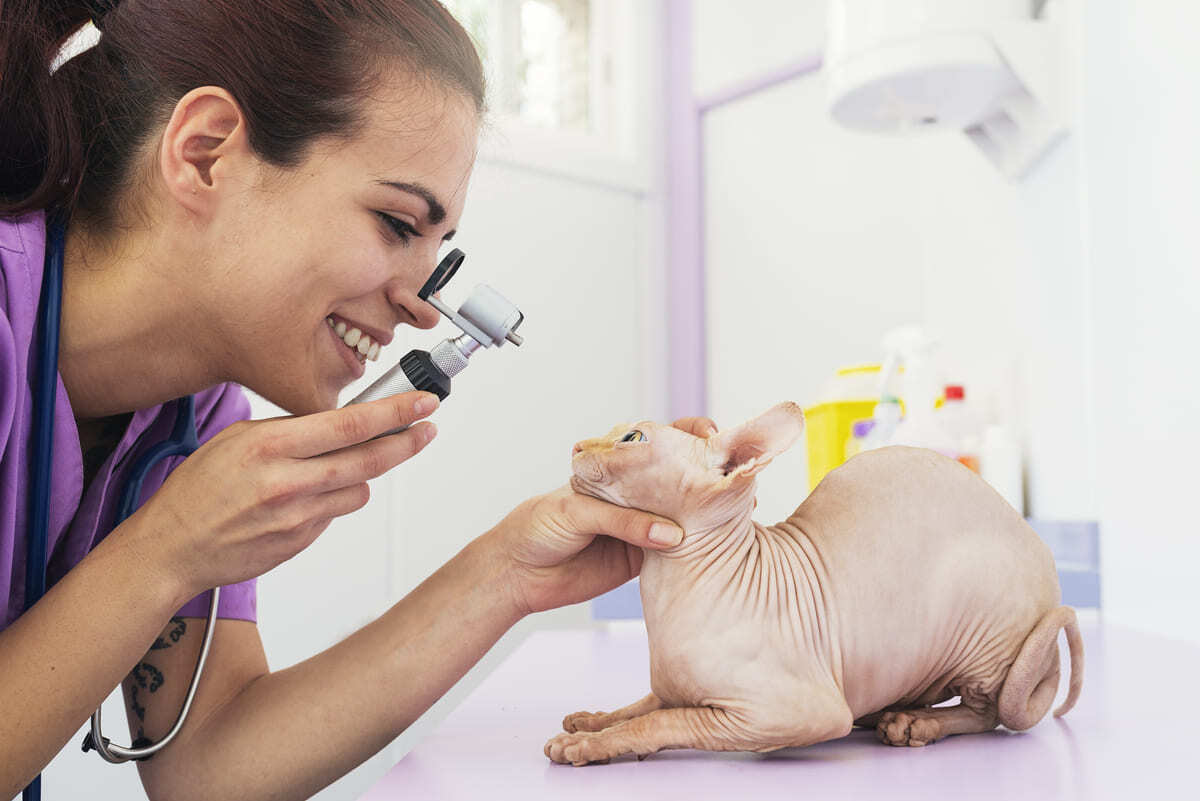 veteriner hekim tarafından muayene edilen Sphynx cinsi kedi