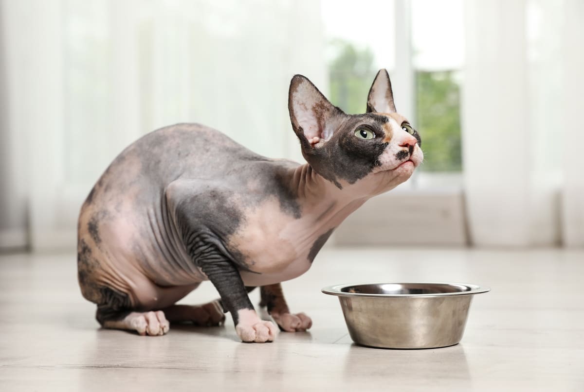mama kabının yanında duran Sphynx kedisi
