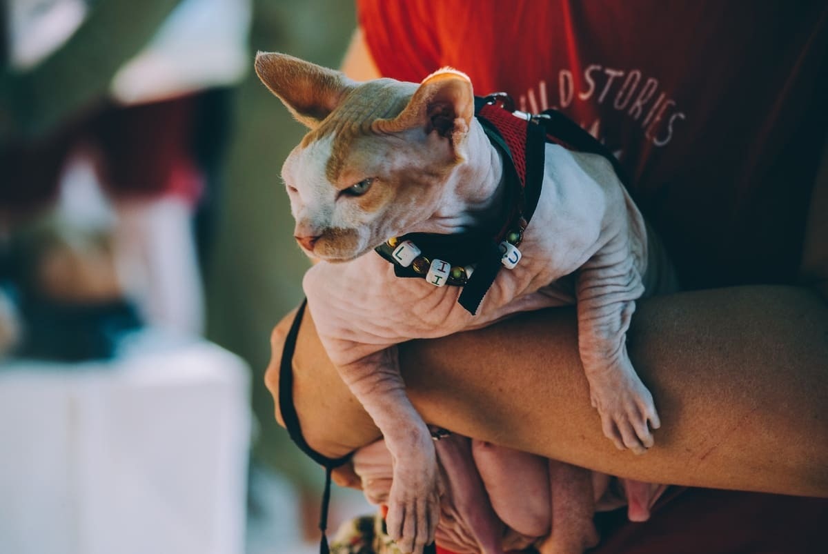 Kucakta duran Sphynx kedisi
