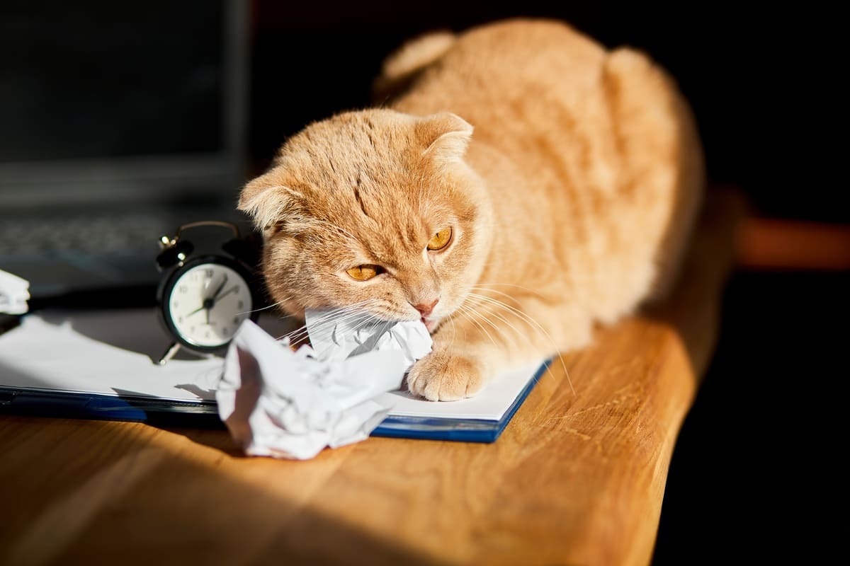 kağıt parçalayan kedi