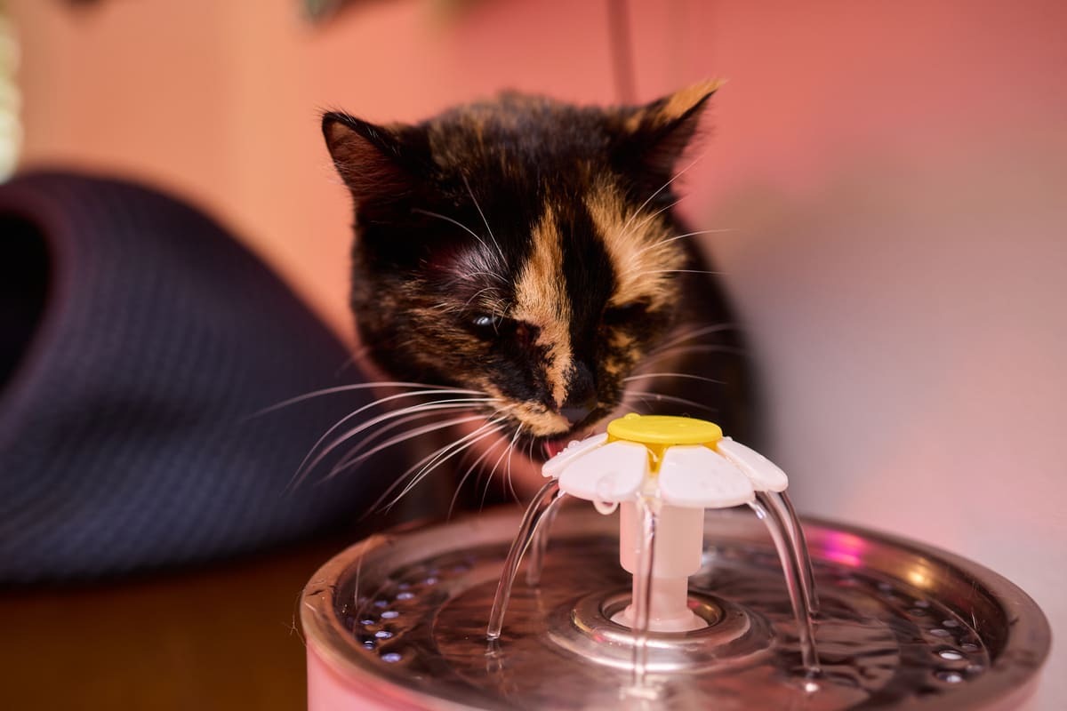 su pınarından su içen kedi